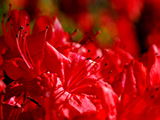 Red Azaleas