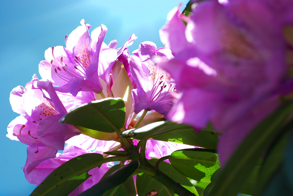 Sunlit Rhododendrans