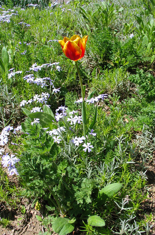 Tulip Among Weeds